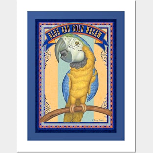 Cute African Blue and Gold Macaw with blue trim Posters and Art